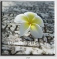 /album/photo-gallery-canvas-uri/decoratiuni-de-perete-canvas-lc-1427-jpg/